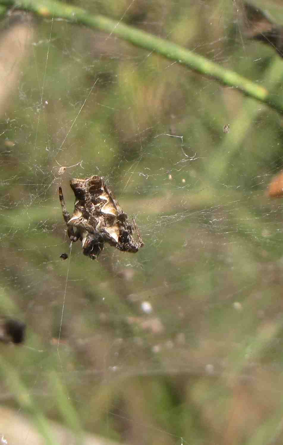 Cyrtophora citricola